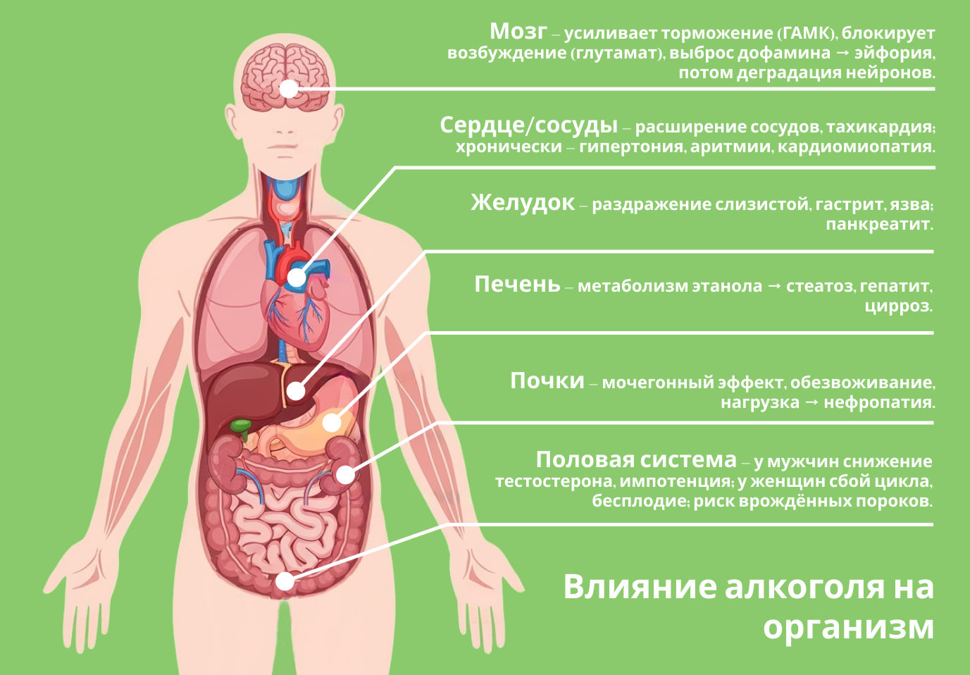 Инфографика с изображением внутренних органов и описанием поражений мозга, сердца, печени и почек — какие болезни вызывает алкоголь.