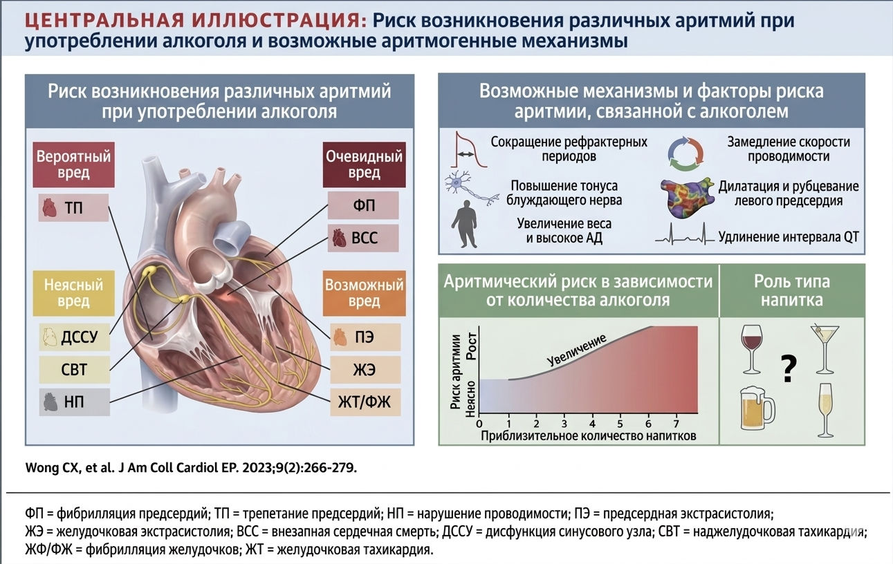 Инфографика с механизмами возникновения аритмий при употреблении алкоголя и графиком зависимости риска от количества напитков