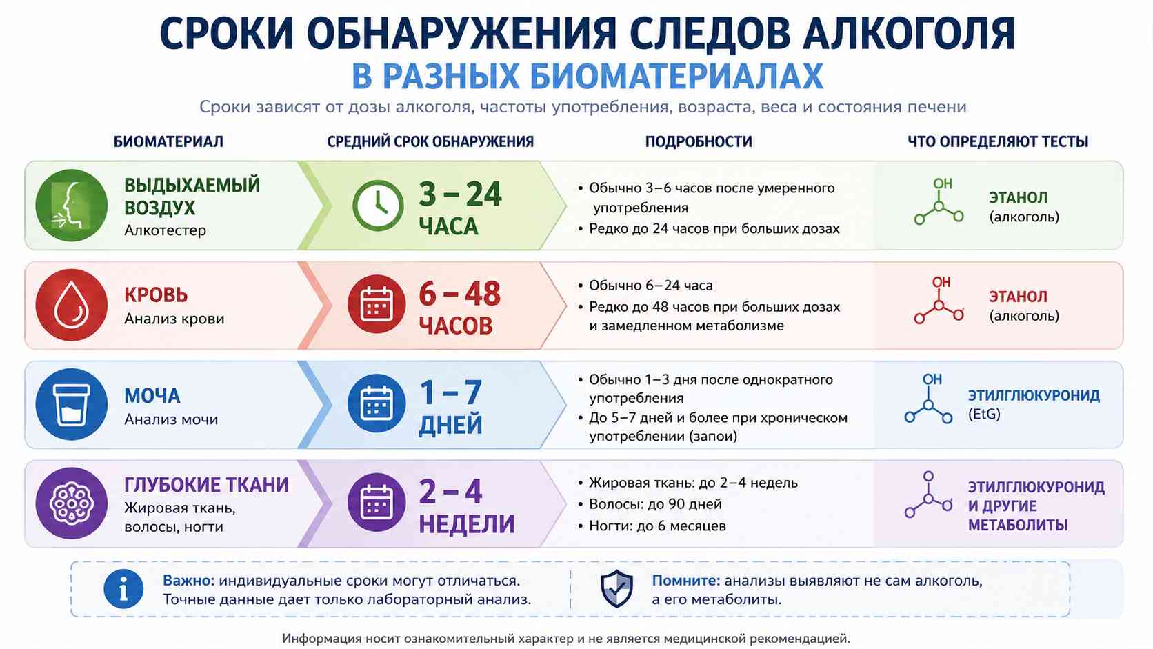 Инфографика со сроками обнаружения алкоголя в выдыхаемом воздухе, крови, моче и тканях после употребления спиртного